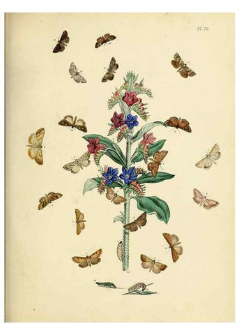 Reproducción/Reproduction 9216280147: British moths and their transformations.. London :W. Smith,1843-45.