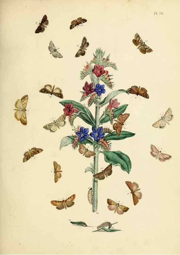 Reproducción/Reproduction 9216280147: British moths and their transformations.. London :W. Smith,1843-45.