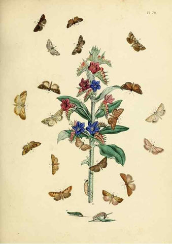 Reproducción/Reproduction 9216280147: British moths and their transformations.. London :W. Smith,1843-45.