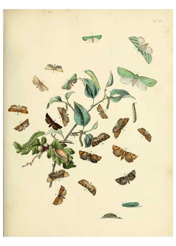 Reproducción/Reproduction 9216281341: British moths and their transformations.. London :W. Smith,1843-45.