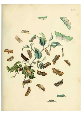Reproducción/Reproduction 9216281341: British moths and their transformations.. London :W. Smith,1843-45.