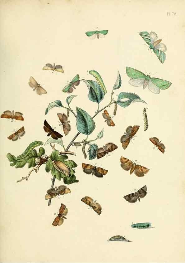 Reproducción/Reproduction 9216281341: British moths and their transformations.. London :W. Smith,1843-45.