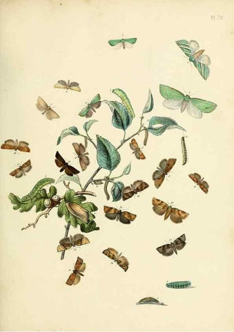 Reproducción/Reproduction 9216281341: British moths and their transformations.. London :W. Smith,1843-45.