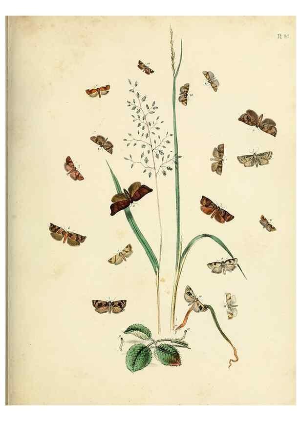 Reproducción/Reproduction 9216282473: British moths and their transformations.. London :W. Smith,1843-45.