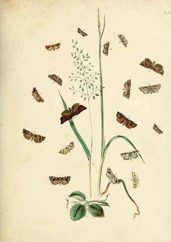 Reproducción/Reproduction 9216282473: British moths and their transformations.. London :W. Smith,1843-45.