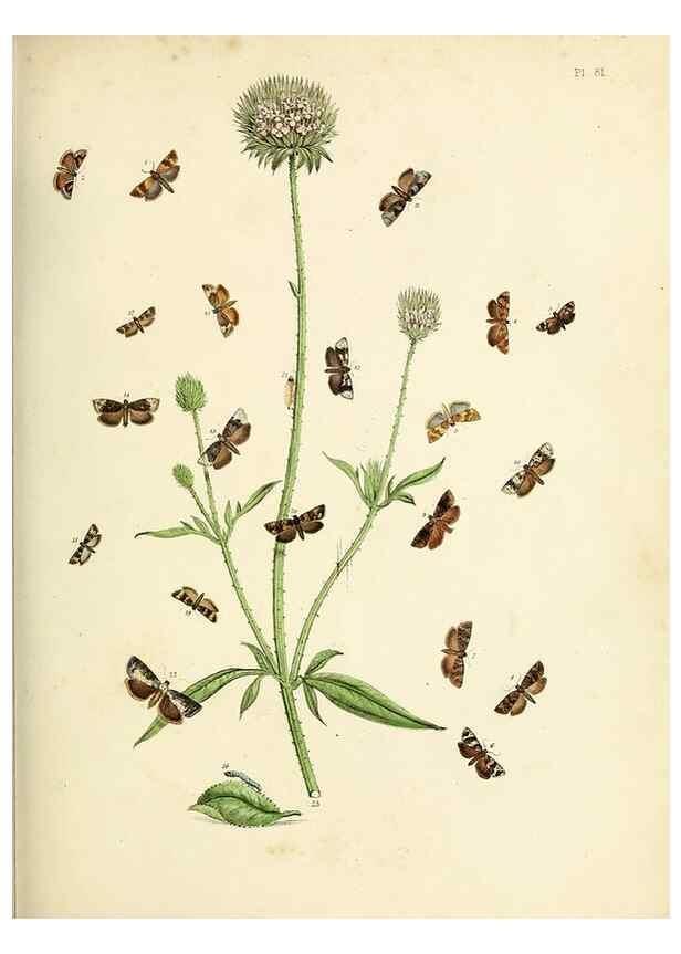 Reproducción/Reproduction 9219057418: British moths and their transformations.. London :W. Smith,1843-45.