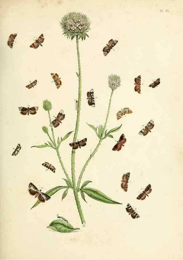 Reproducción/Reproduction 9219057418: British moths and their transformations.. London :W. Smith,1843-45.