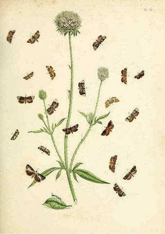 Reproducción/Reproduction 9219057418: British moths and their transformations.. London :W. Smith,1843-45.