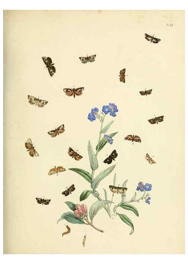 Reproducción/Reproduction 9219058862: British moths and their transformations.. London :W. Smith,1843-45.