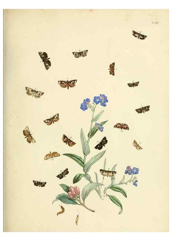 Reproducción/Reproduction 9219058862: British moths and their transformations.. London :W. Smith,1843-45.