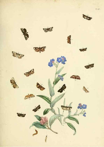 Reproducción/Reproduction 9219058862: British moths and their transformations.. London :W. Smith,1843-45.