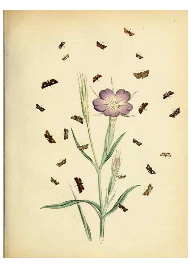 Reproducción/Reproduction 9219060136: British moths and their transformations.. London :W. Smith,1843-45.
