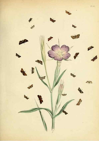 Reproducción/Reproduction 9219060136: British moths and their transformations.. London :W. Smith,1843-45.