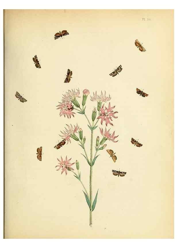 Reproducción/Reproduction 9216287127: British moths and their transformations.. London :W. Smith,1843-45.