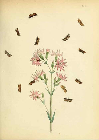 Reproducción/Reproduction 9216287127: British moths and their transformations.. London :W. Smith,1843-45.