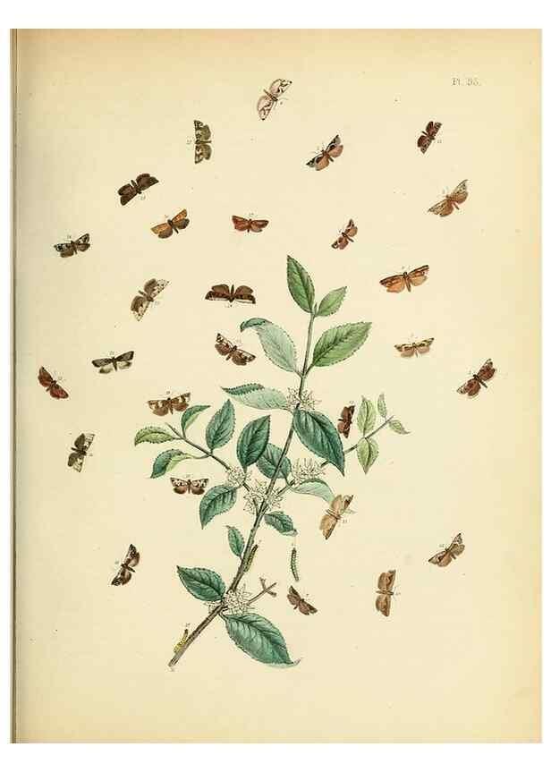 Reproducción/Reproduction 9216288337: British moths and their transformations.. London :W. Smith,1843-45.