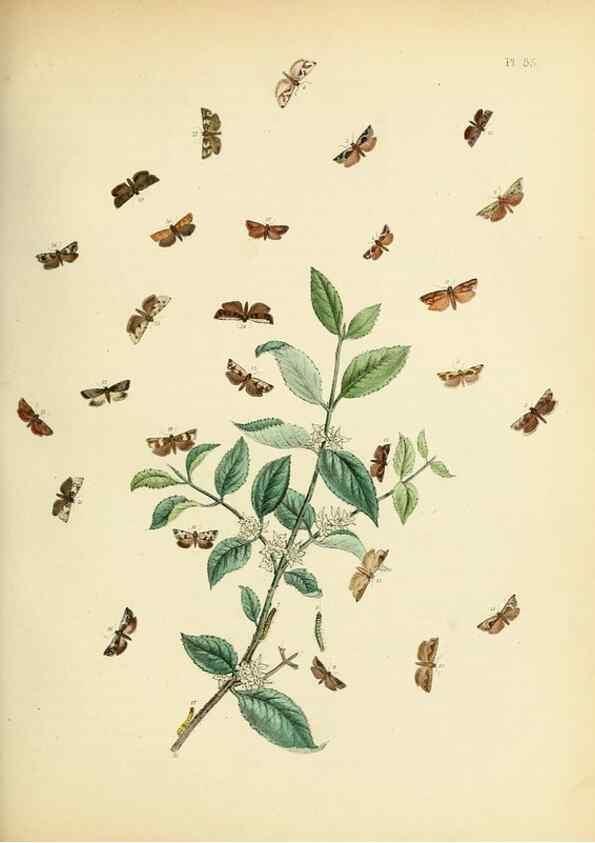 Reproducción/Reproduction 9216288337: British moths and their transformations.. London :W. Smith,1843-45.
