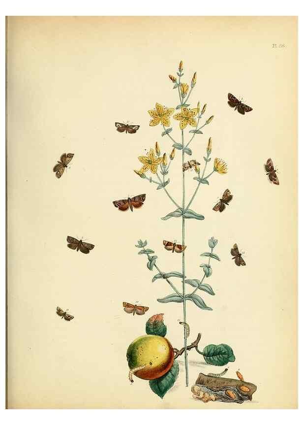 Reproducción/Reproduction 9216289403: British moths and their transformations.. London :W. Smith,1843-45.
