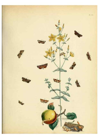 Reproducción/Reproduction 9216289403: British moths and their transformations.. London :W. Smith,1843-45.