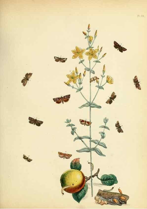 Reproducción/Reproduction 9216289403: British moths and their transformations.. London :W. Smith,1843-45.
