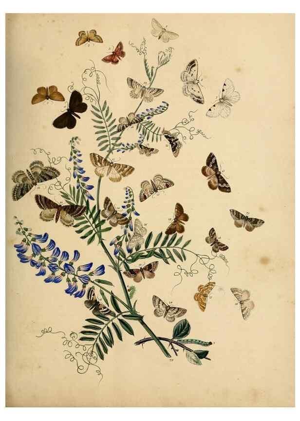 Reproducción/Reproduction 9219043246: British moths and their transformations.. London :W. Smith,1843-45.