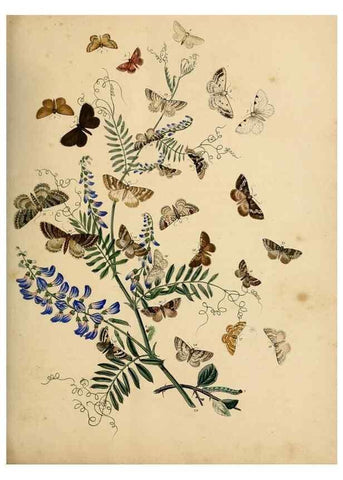 Reproducción/Reproduction 9219043246: British moths and their transformations.. London :W. Smith,1843-45.