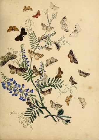 Reproducción/Reproduction 9219043246: British moths and their transformations.. London :W. Smith,1843-45.