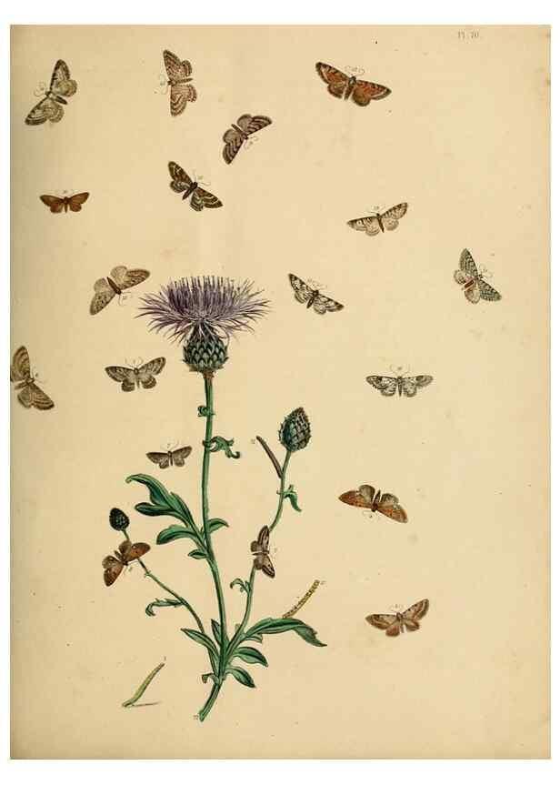 Reproducción/Reproduction 9219041716: British moths and their transformations.. London :W. Smith,1843-45.