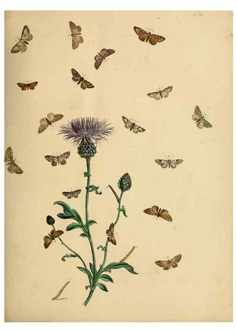 Reproducción/Reproduction 9219041716: British moths and their transformations.. London :W. Smith,1843-45.