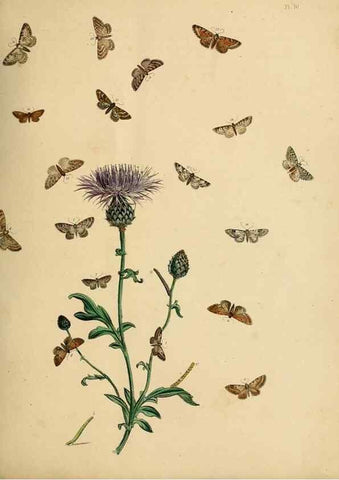 Reproducción/Reproduction 9219041716: British moths and their transformations.. London :W. Smith,1843-45.