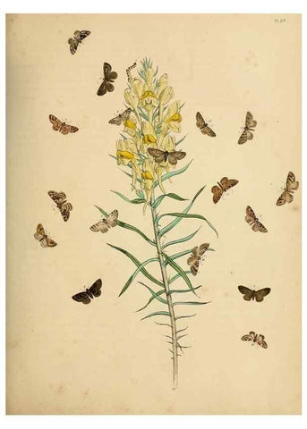 Reproducción/Reproduction 9216266821: British moths and their transformations.. London :W. Smith,1843-45.