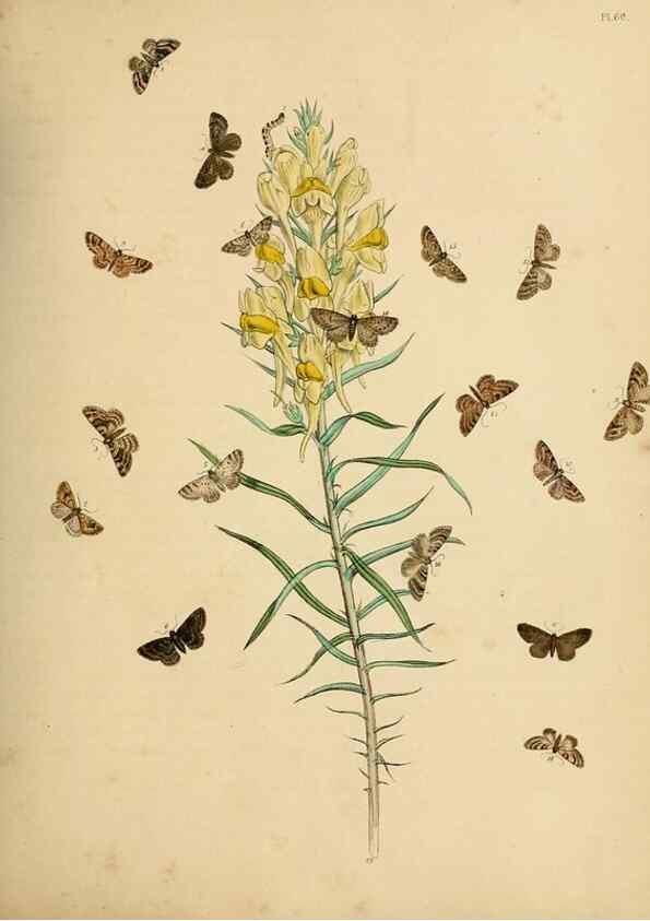 Reproducción/Reproduction 9216266821: British moths and their transformations.. London :W. Smith,1843-45.