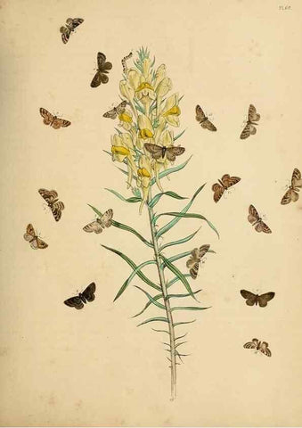 Reproducción/Reproduction 9216266821: British moths and their transformations.. London :W. Smith,1843-45.