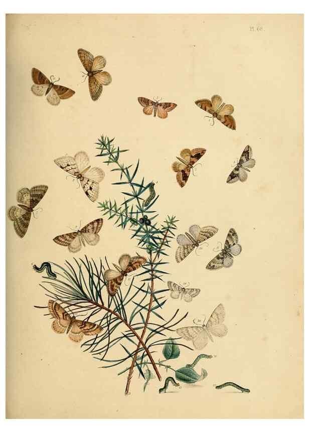 Reproducción/Reproduction 9216265539: British moths and their transformations.. London :W. Smith,1843-45.