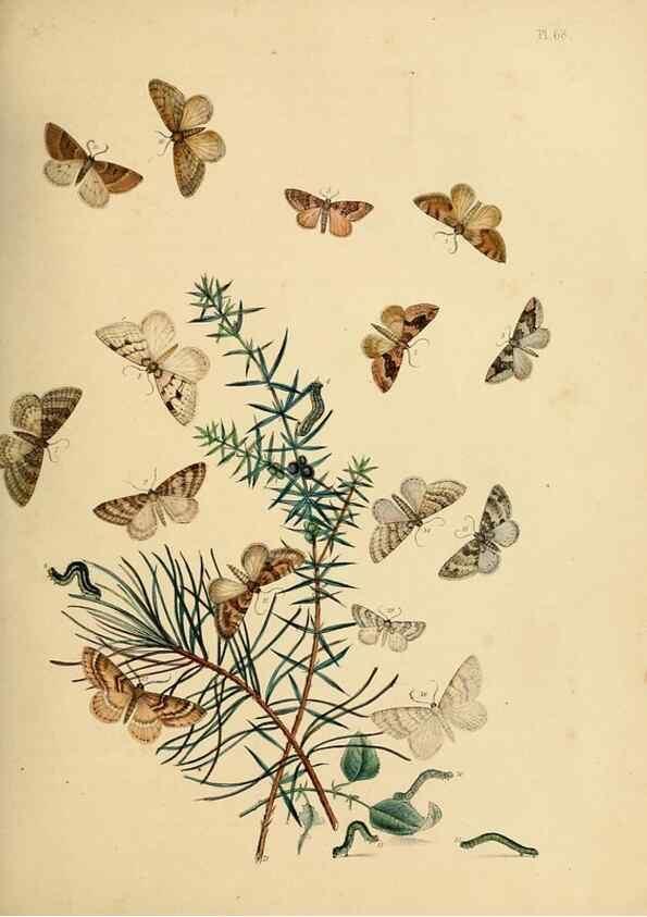 Reproducción/Reproduction 9216265539: British moths and their transformations.. London :W. Smith,1843-45.