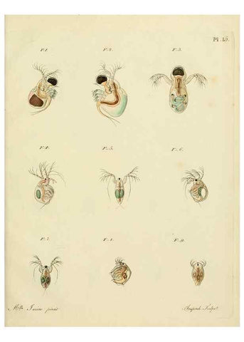 Reproducción/Reproduction 9214553165: Histoire des monocles qui se trouvent aux environs de Genève /. Genève,J.J. Paschoud,1820.