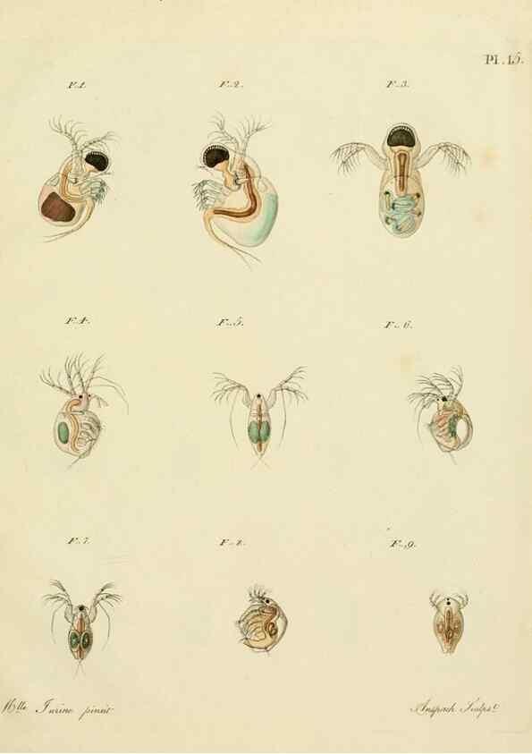 Reproducción/Reproduction 9214553165: Histoire des monocles qui se trouvent aux environs de Genève /. Genève,J.J. Paschoud,1820.