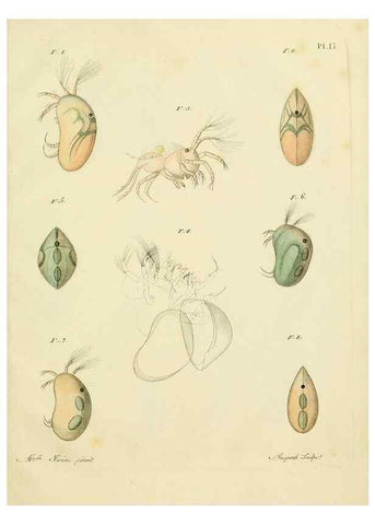 Reproducción/Reproduction 9214555253: Histoire des monocles qui se trouvent aux environs de Genève /. Genève,J.J. Paschoud,1820.