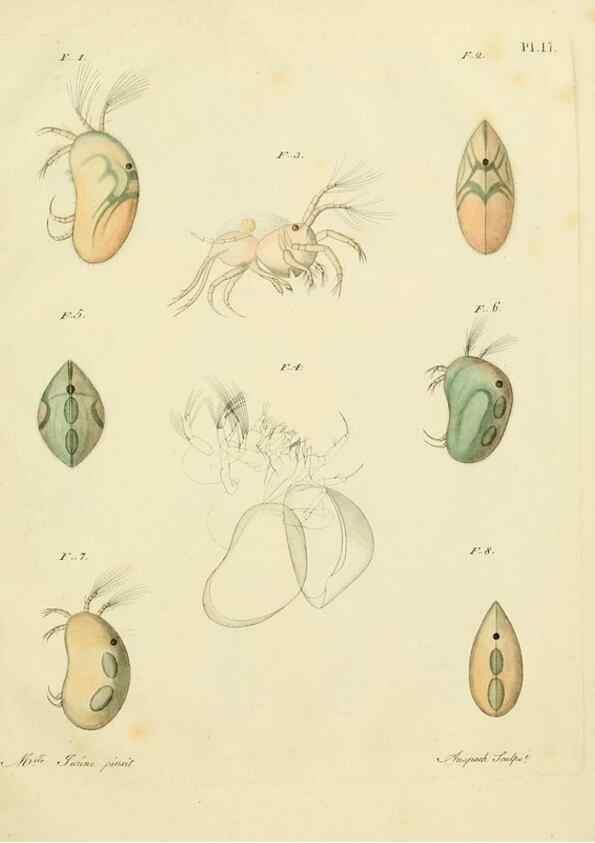 Reproducción/Reproduction 9214555253: Histoire des monocles qui se trouvent aux environs de Genève /. Genève,J.J. Paschoud,1820.