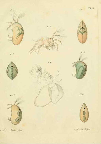 Reproducción/Reproduction 9214555253: Histoire des monocles qui se trouvent aux environs de Genève /. Genève,J.J. Paschoud,1820.