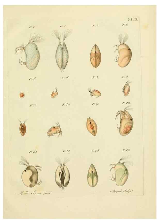 Reproducción/Reproduction 9214556677: Histoire des monocles qui se trouvent aux environs de Genève /. Genève,J.J. Paschoud,1820.