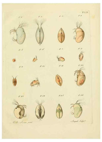 Reproducción/Reproduction 9214556677: Histoire des monocles qui se trouvent aux environs de Genève /. Genève,J.J. Paschoud,1820.