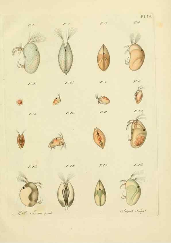 Reproducción/Reproduction 9214556677: Histoire des monocles qui se trouvent aux environs de Genève /. Genève,J.J. Paschoud,1820.