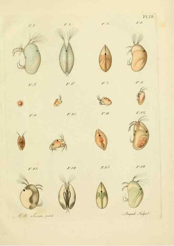 Reproducción/Reproduction 9214556677: Histoire des monocles qui se trouvent aux environs de Genève /. Genève,J.J. Paschoud,1820.