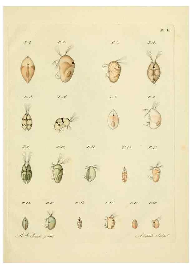 Reproducción/Reproduction 9217333304: Histoire des monocles qui se trouvent aux environs de Genève /. Genève,J.J. Paschoud,1820.