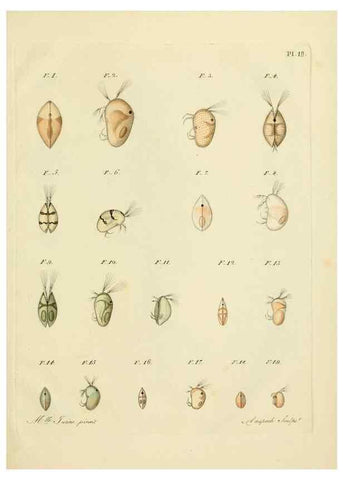 Reproducción/Reproduction 9217333304: Histoire des monocles qui se trouvent aux environs de Genève /. Genève,J.J. Paschoud,1820.