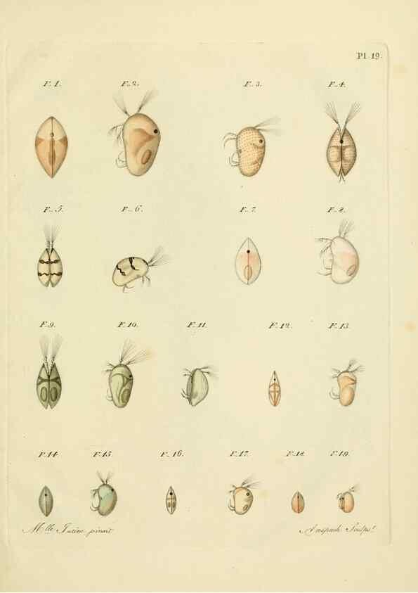 Reproducción/Reproduction 9217333304: Histoire des monocles qui se trouvent aux environs de Genève /. Genève,J.J. Paschoud,1820.