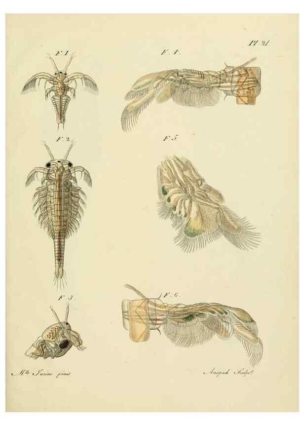 Reproducción/Reproduction 9214559961: Histoire des monocles qui se trouvent aux environs de Genève /. Genève,J.J. Paschoud,1820.