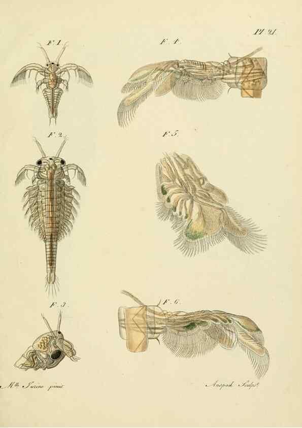 Reproducción/Reproduction 9214559961: Histoire des monocles qui se trouvent aux environs de Genève /. Genève,J.J. Paschoud,1820.