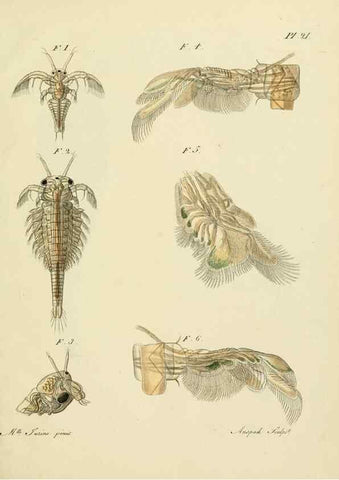 Reproducción/Reproduction 9214559961: Histoire des monocles qui se trouvent aux environs de Genève /. Genève,J.J. Paschoud,1820.